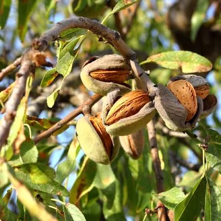 Badam