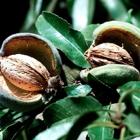 Badam thumbnail 2